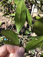 Cryptocarya triplinervis triplinervis