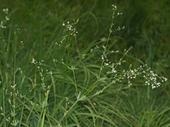 Galium sylvaticum