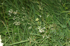 Galium sylvaticum