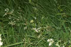 Galium sylvaticum