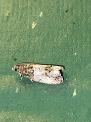 Notocelia rosaecolana