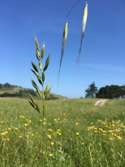 Bromus hordeaceus