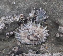 Siphonaria australis