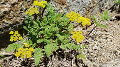 Cymopterus terebinthinus
