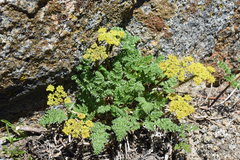 Cymopterus terebinthinus
