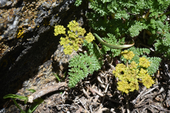 Cymopterus terebinthinus