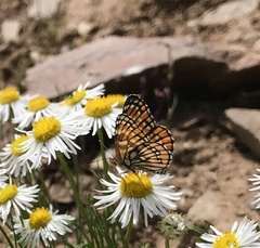 Chlosyne leanira flavodorsalis