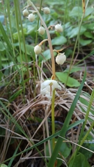 Pyrola rotundifolia