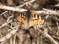 Chlosyne leanira flavodorsalis