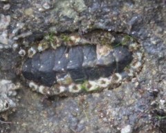 Acanthochitonina