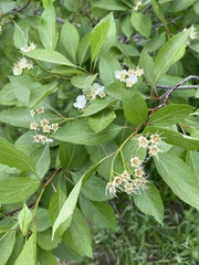 Crataegus rivularis