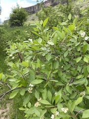 Crataegus rivularis