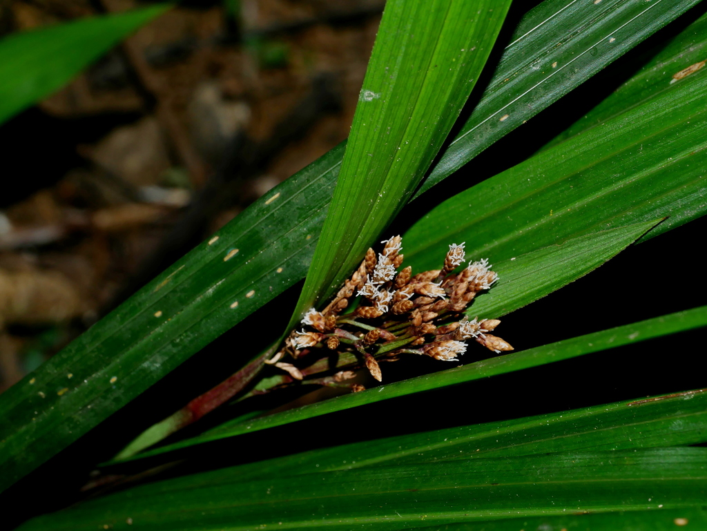 Cói hạ si rừng – Hypolytrum nemorum