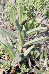 Carpobrotus quadrifidus