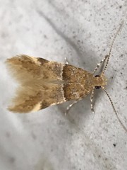 Theisoa constrictella