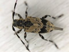 Graphisurus triangulifer