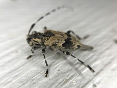 Graphisurus triangulifer