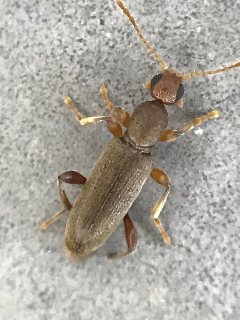 Macratria brunnea