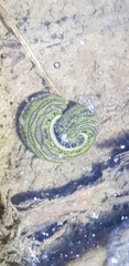 Whitmania edentula