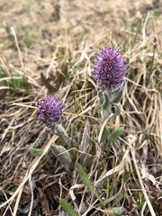 Veronica wyomingensis