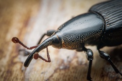 Odoiporus longicollis