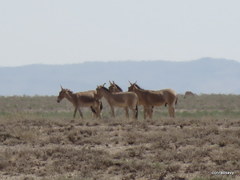 Equus hemionus hemionus