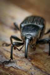 Odoiporus longicollis