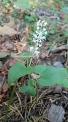 Maianthemum bifolium