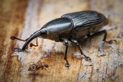 Odoiporus longicollis