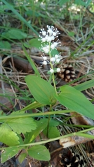 Maianthemum bifolium