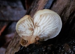 Crepidotus nephrodes