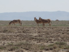 Equus hemionus hemionus