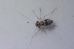 Mesopsocus unipunctatus