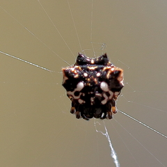 Gasteracantha sacerdotalis