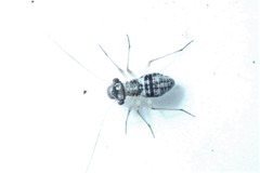 Mesopsocus unipunctatus