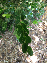 Buxus microphylla