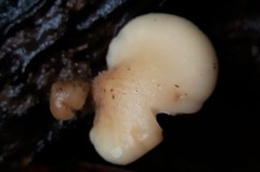 Crepidotus nephrodes