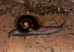 Victaphanta compacta