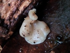 Crepidotus nephrodes