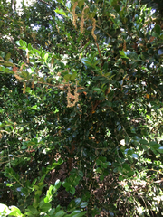 Buxus microphylla