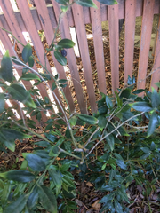 Sarcococca ruscifolia