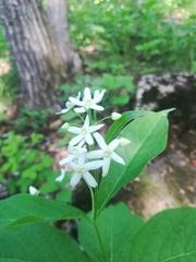 Vincetoxicum ascyrifolium