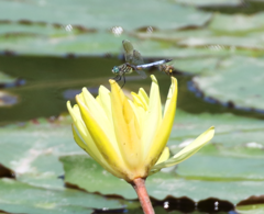 Nymphaea mexicana
