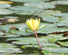 Nymphaea mexicana
