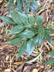 Sarcococca ruscifolia