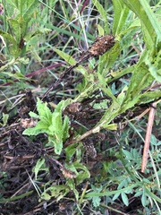 Pterocaulon serrulatum