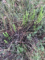 Pterocaulon serrulatum