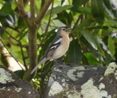 Fringilla coelebs moreletti
