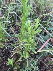 Pterocaulon serrulatum