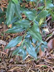 Sarcococca ruscifolia